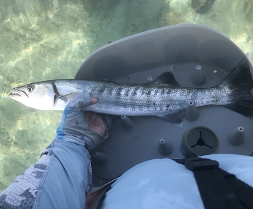 Great barracuda
