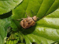 Orsilochides stictica