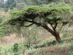 Vachellia abyssinica