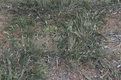 Enneapogon polyphyllus