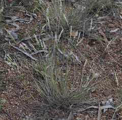 Enneapogon polyphyllus