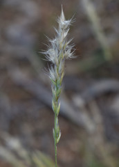 Enneapogon polyphyllus