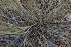 Enneapogon polyphyllus