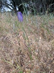 Brodiaea elegans elegans