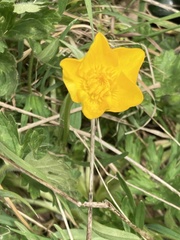 Ranunculus