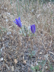 Brodiaea elegans elegans