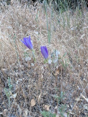 Brodiaea elegans elegans
