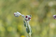 Cynoglossum columnae
