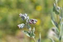 Cynoglossum columnae