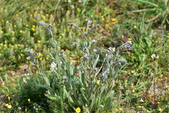 Cynoglossum columnae