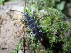 Horridipamera robusta