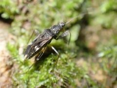 Horridipamera robusta