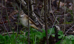 Acrocephalus arundinaceus