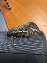 Abantiades atripalpis