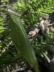Plangia graminea