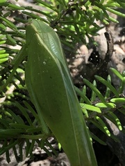 Plangia graminea