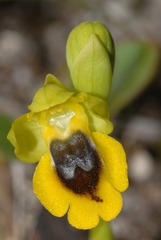 Ophrys lutea phryganae