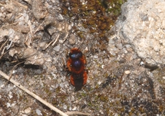 Osmia ferruginea
