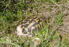 Testudo hermanni hermanni