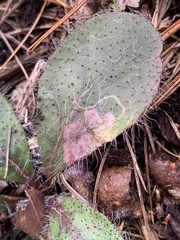 Calycomyza novascotiensis