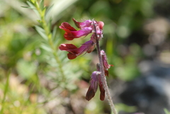 Vicia benghalensis