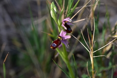 Ophrys bertolonii flavicans