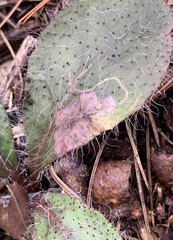 Calycomyza novascotiensis