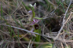 Ophrys bertolonii flavicans