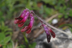Vicia benghalensis