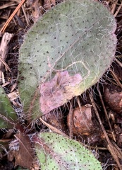 Calycomyza novascotiensis