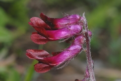 Vicia benghalensis