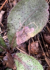 Calycomyza novascotiensis