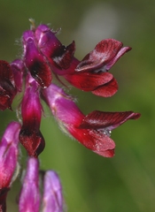 Vicia benghalensis