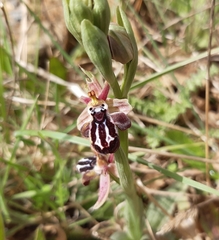 Ophrys cretica