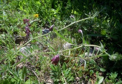 Vicia benghalensis
