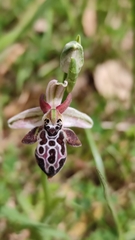 Ophrys cretica