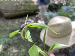 Doleschallia bisaltide australis