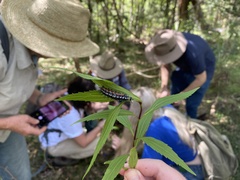 Doleschallia bisaltide australis