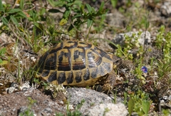 Testudo hermanni hermanni