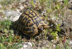 Testudo hermanni hermanni