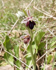 Ophrys sphegodes spruneri