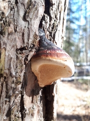 Fomitopsis pinicola