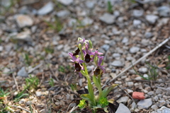 Ophrys bertolonii flavicans