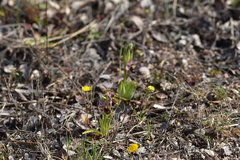 Ophrys bertolonii flavicans