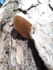 Fomitopsis pinicola