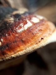 Fomitopsis pinicola