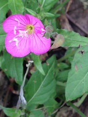 Oenothera rosea