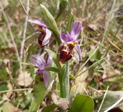 Ophrys heldreichii