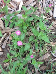 Oenothera rosea