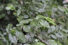 Azara serrata